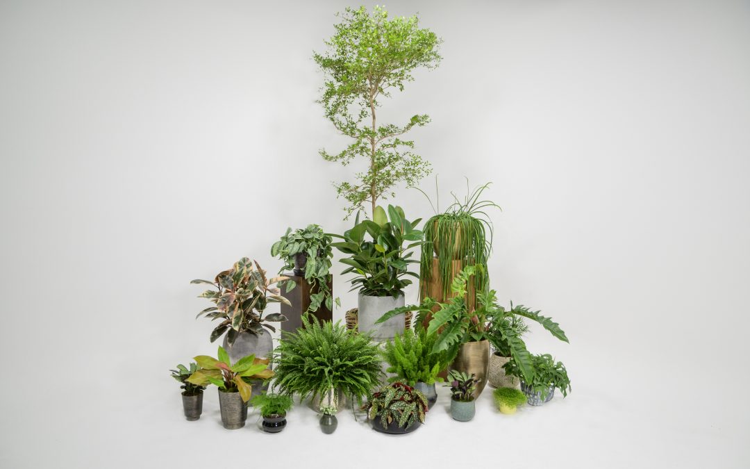 Cyclorama studio - Plant Photography
