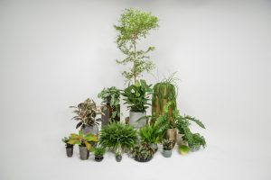 Plant Photography